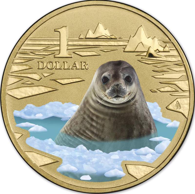 [Image: 2013-weddell-seal.jpg]