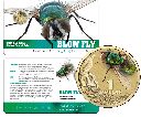 2014__1_blowfly_coin_in_card_large.gif