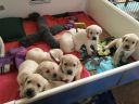 M-puppies-small.jpg