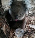 koala-with-tongue.jpg