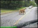 Deer_feeding_twins_on_Highway.jpg