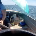 Filename=doggie1.jpg
Filesize=198KiB
Dimensions=800x800
Date added=Aug 22, 2017 doggie1.jpg