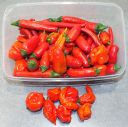 Chillies_2019.jpg