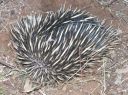 Echidna2.jpg