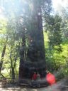 Muir_Woods_3.jpg