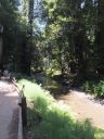 Muir_Woods_4.jpg