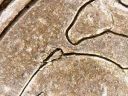 Filename=2016__1_cud_on_back_of_3rd_kangaroo_spew_like_Pt_1.jpg
Filesize=116KiB
Dimensions=640x480
Date added=Mar 12, 2017 2016__1_cud_on_back_of_3rd_kangaroo_spew_like_Pt_1.jpg