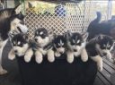 Filename=the_pups.jpg
Filesize=43KiB
Dimensions=405x303
Date added=Oct 20, 2018 the_pups.jpg