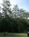 Filename=tree05.jpg
Filesize=145KiB
Dimensions=565x728
Date added=Jan 19, 2019 tree05.jpg