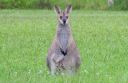 Filename=roobub.jpg
Filesize=89KiB
Dimensions=1028x674
Date added=Jan 16, 2016 roobub.jpg